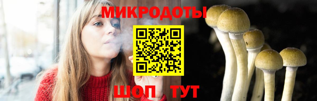Галлюциногенные грибы Psilocybine cubensis Химки